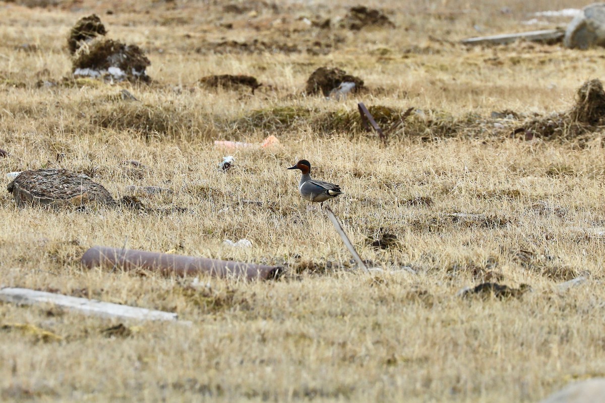 Green-winged Teal - ML619786733