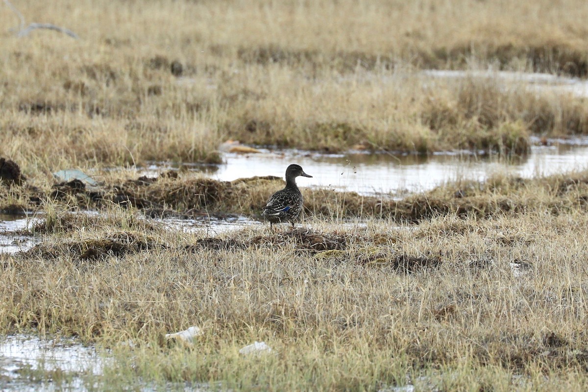 Green-winged Teal - ML619786734