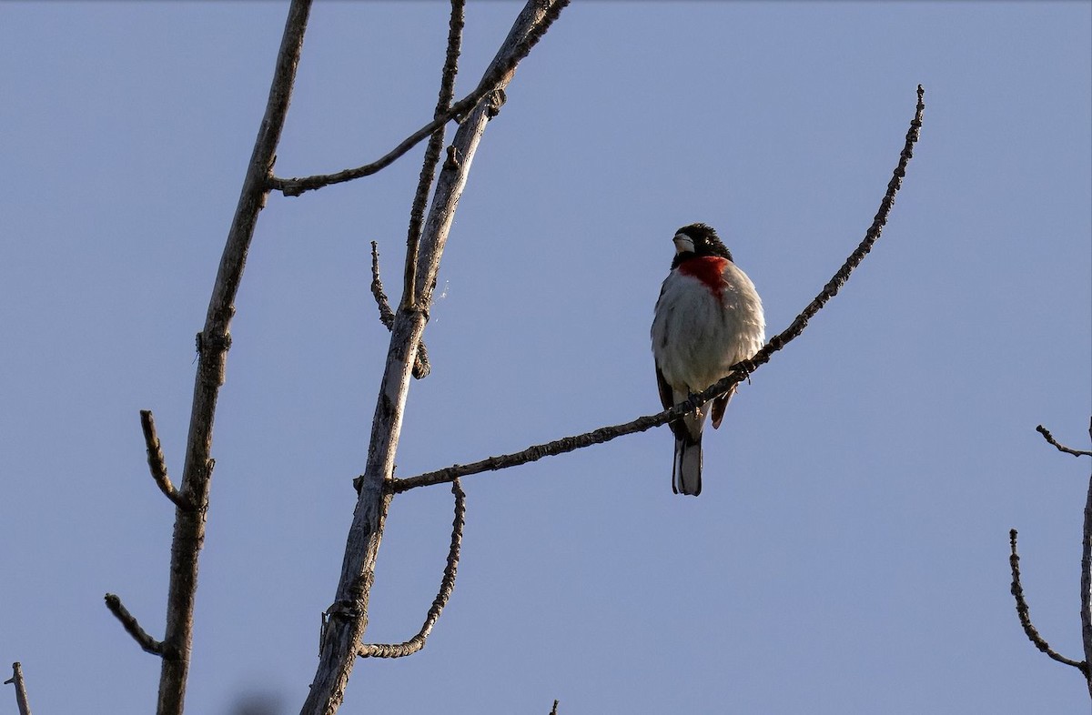 Rose-breasted Grosbeak - ML619786738