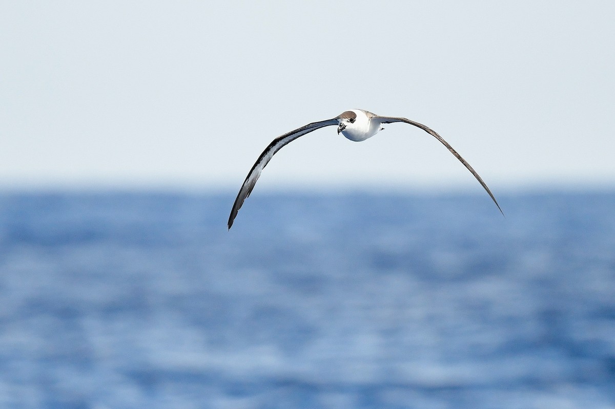 Black-capped Petrel (White-faced) - ML619786753