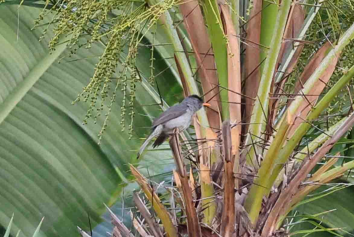 Malagasy Bulbul - ML619786824