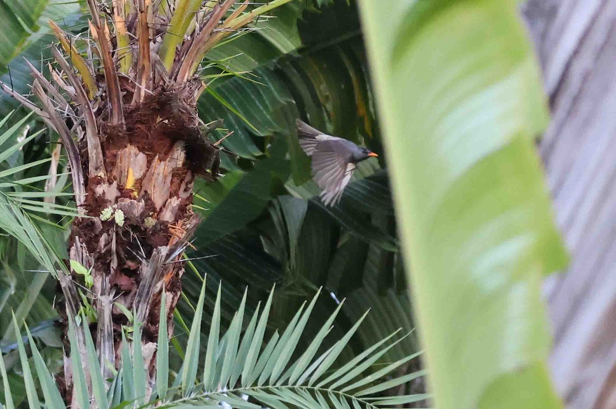 Malagasy Bulbul - ML619786825