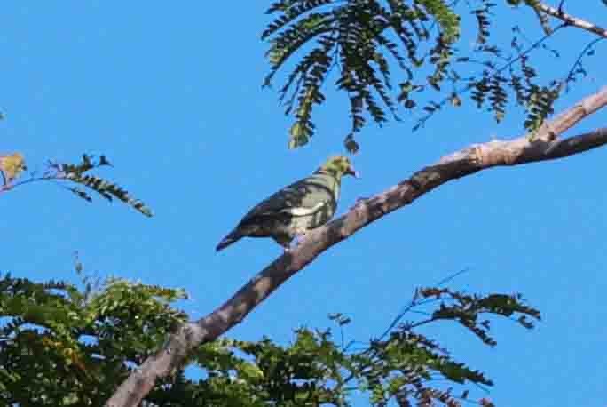 Madagascar Green-Pigeon - ML619786840
