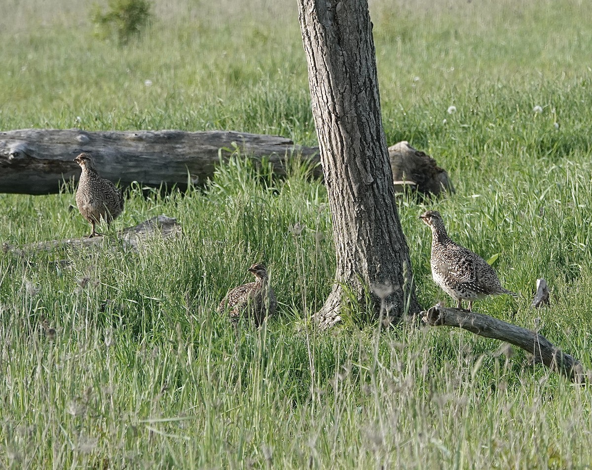 Sharp-tailed Grouse - ML619786846