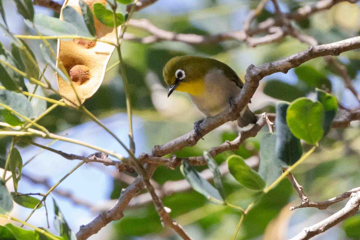 Madagaskarbrillenvogel - ML619786866
