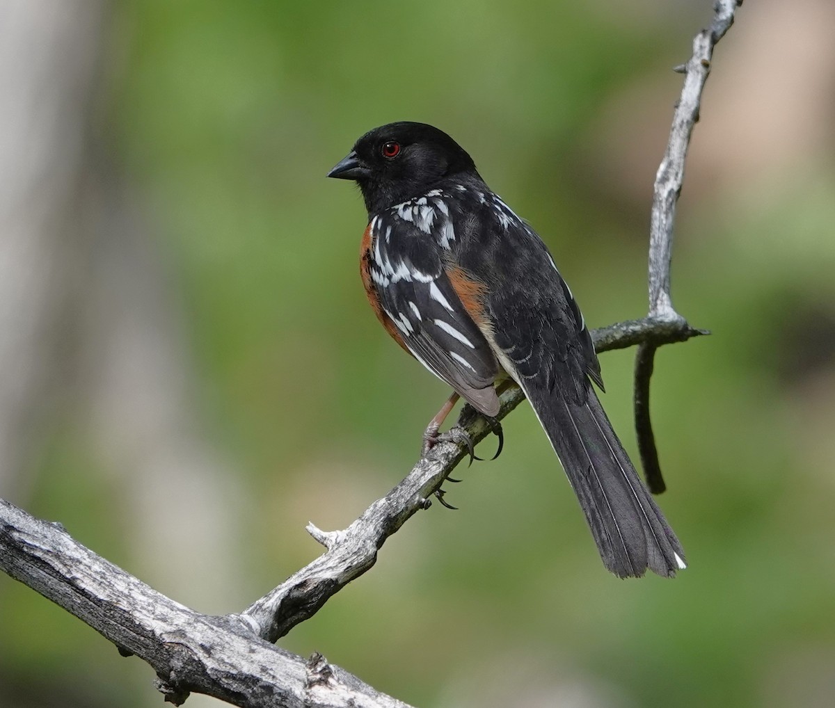 Spotted Towhee - Rene Laubach