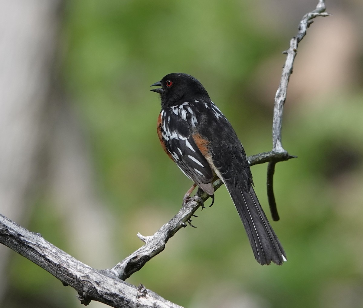 Spotted Towhee - ML619786875