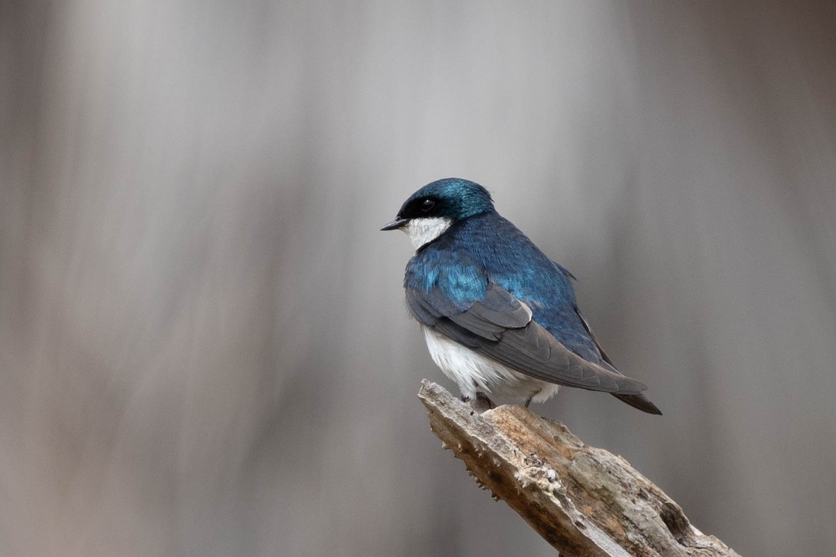 Golondrina Bicolor - ML619786891