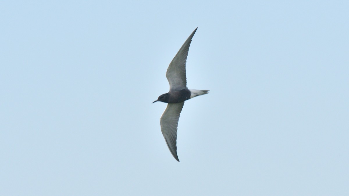 Black Tern - ML619786914