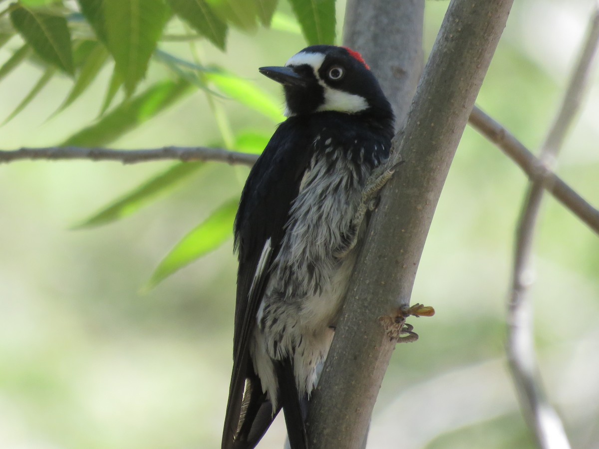 Acorn Woodpecker - ML619786922