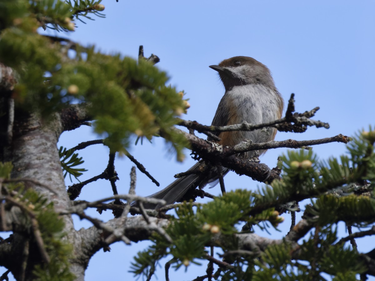 Boreal Chickadee - Dina Perry