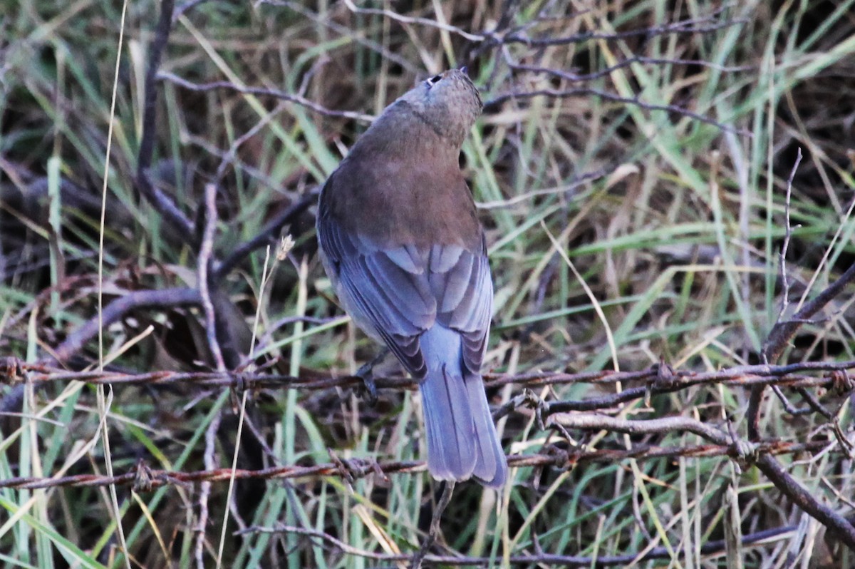 Gray Shrikethrush - ML619786926