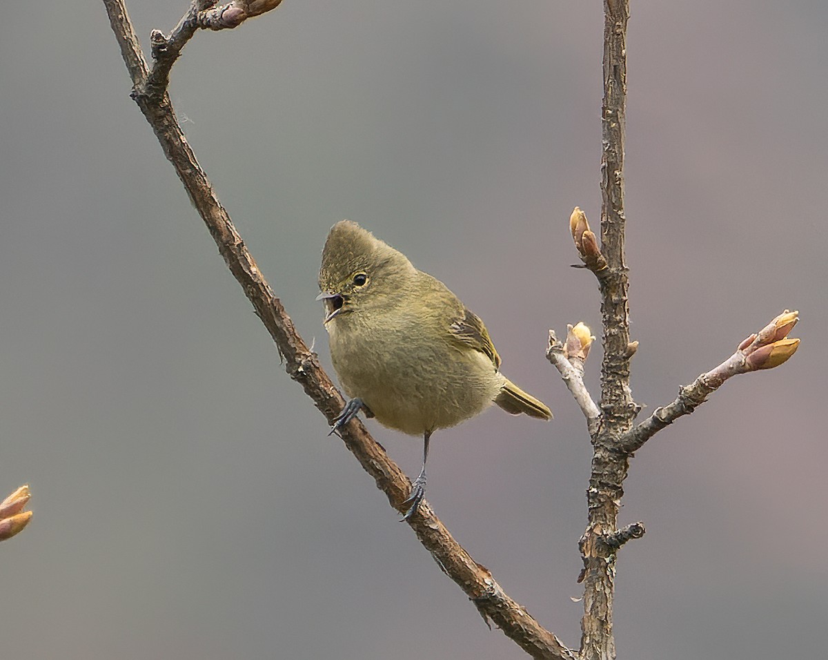 Yellow-browed Tit - ML619786928
