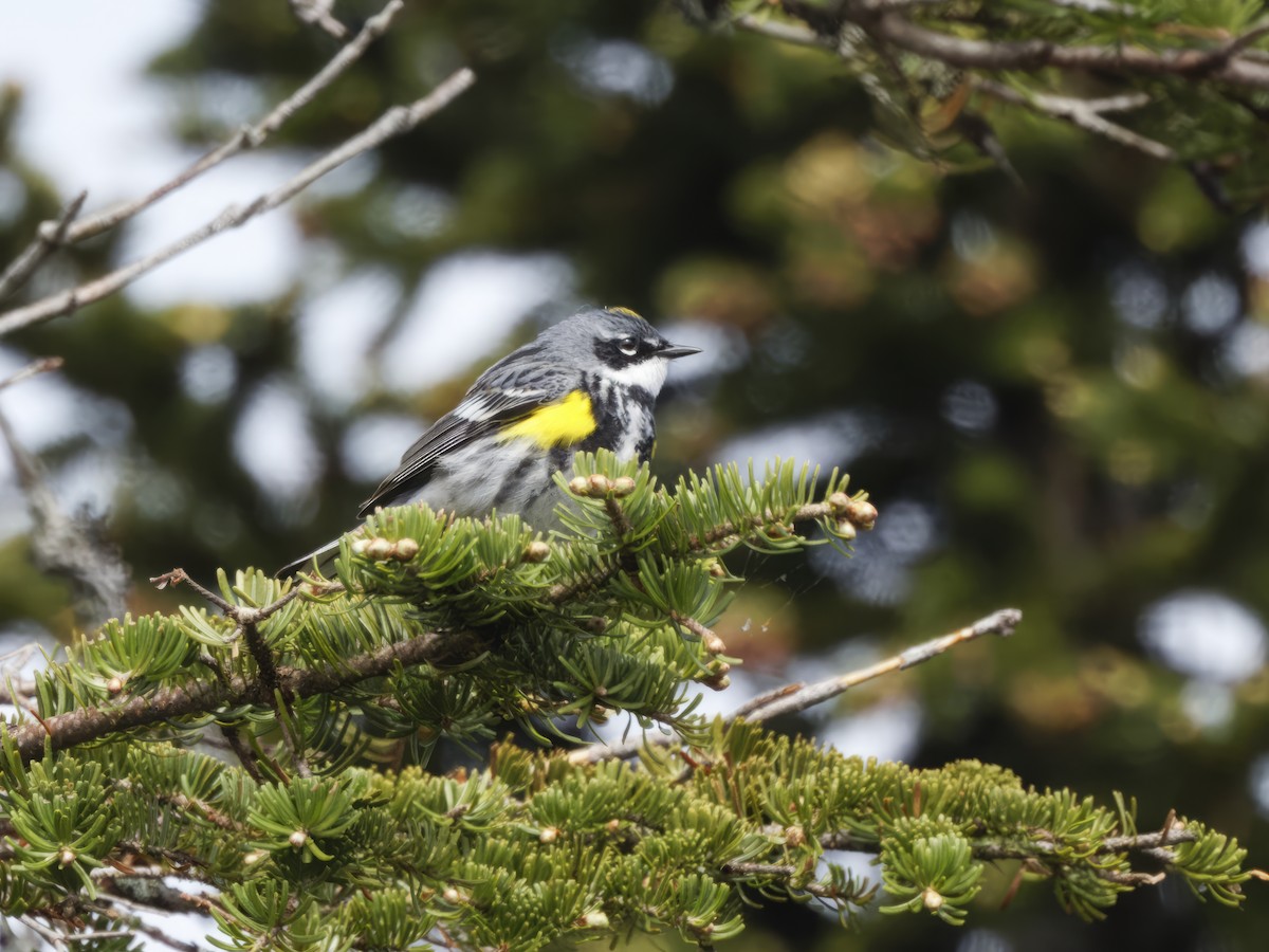 lesňáček žlutoskvrnný (ssp. coronata) - ML619786929