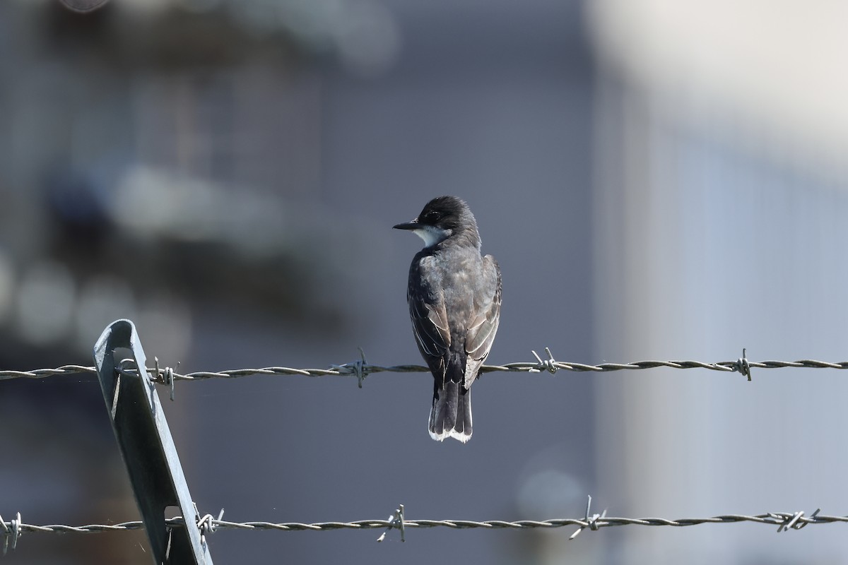 Eastern Kingbird - ML619786933