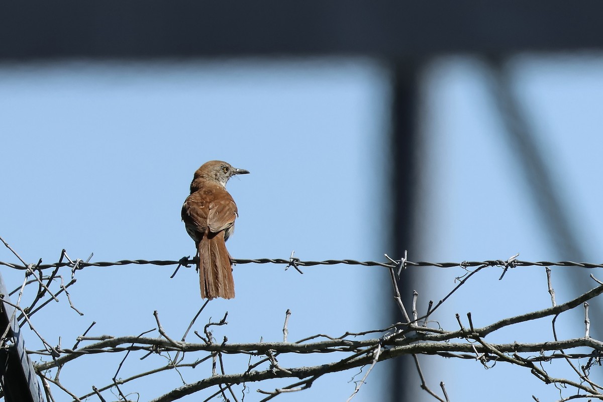 Brown Thrasher - ML619786938