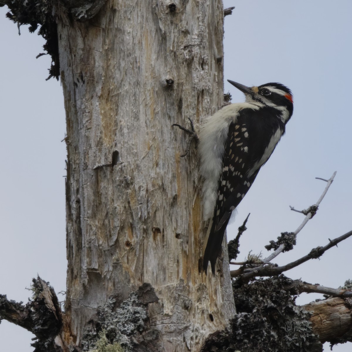 Hairy Woodpecker (Eastern) - ML619786940
