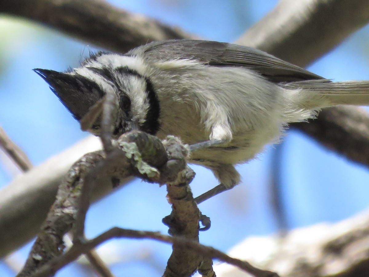 Bridled Titmouse - ML619786944