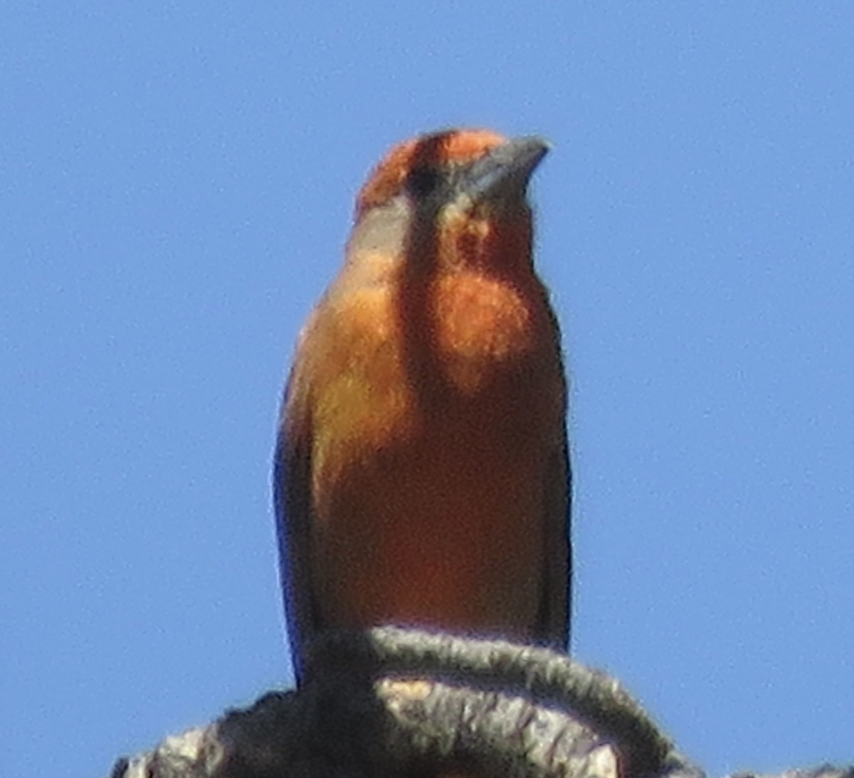 Hepatic Tanager - ML619786957