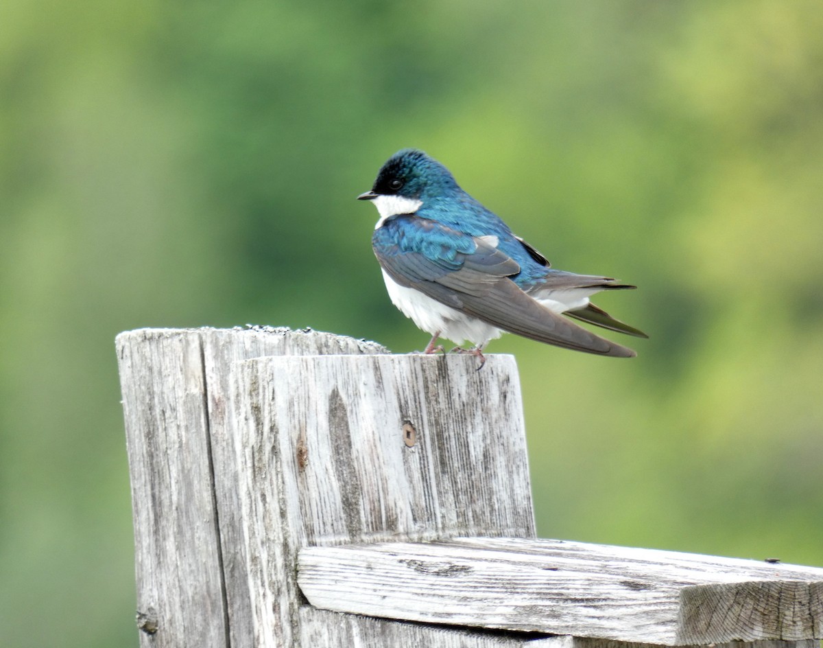 Tree Swallow - ML619786971