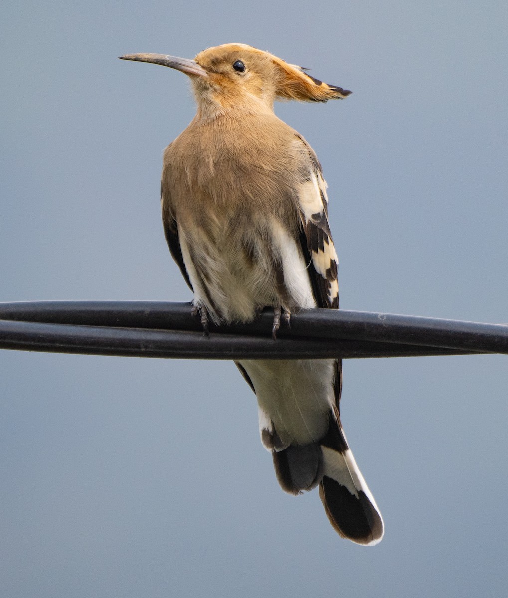 Common Hoopoe - ML619786974