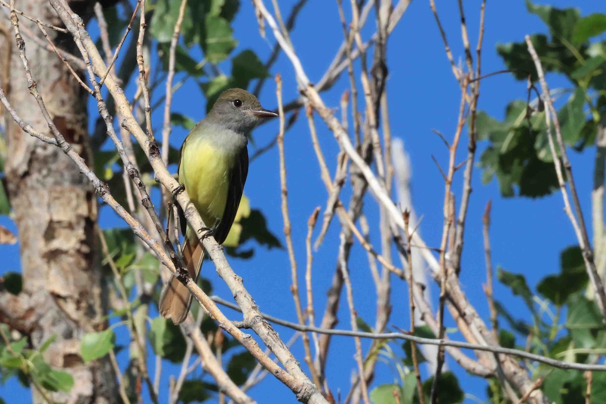Great Crested Flycatcher - ML619786982