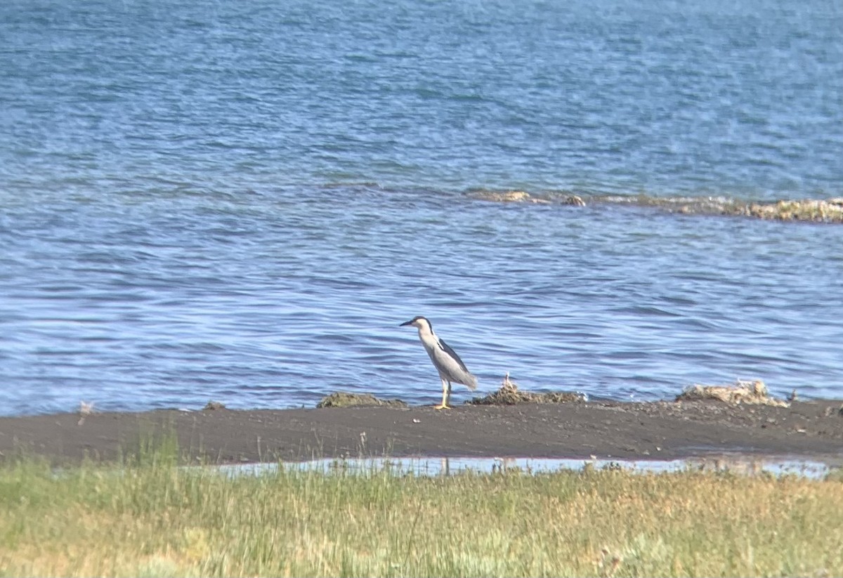 Black-crowned Night Heron - ML619786993