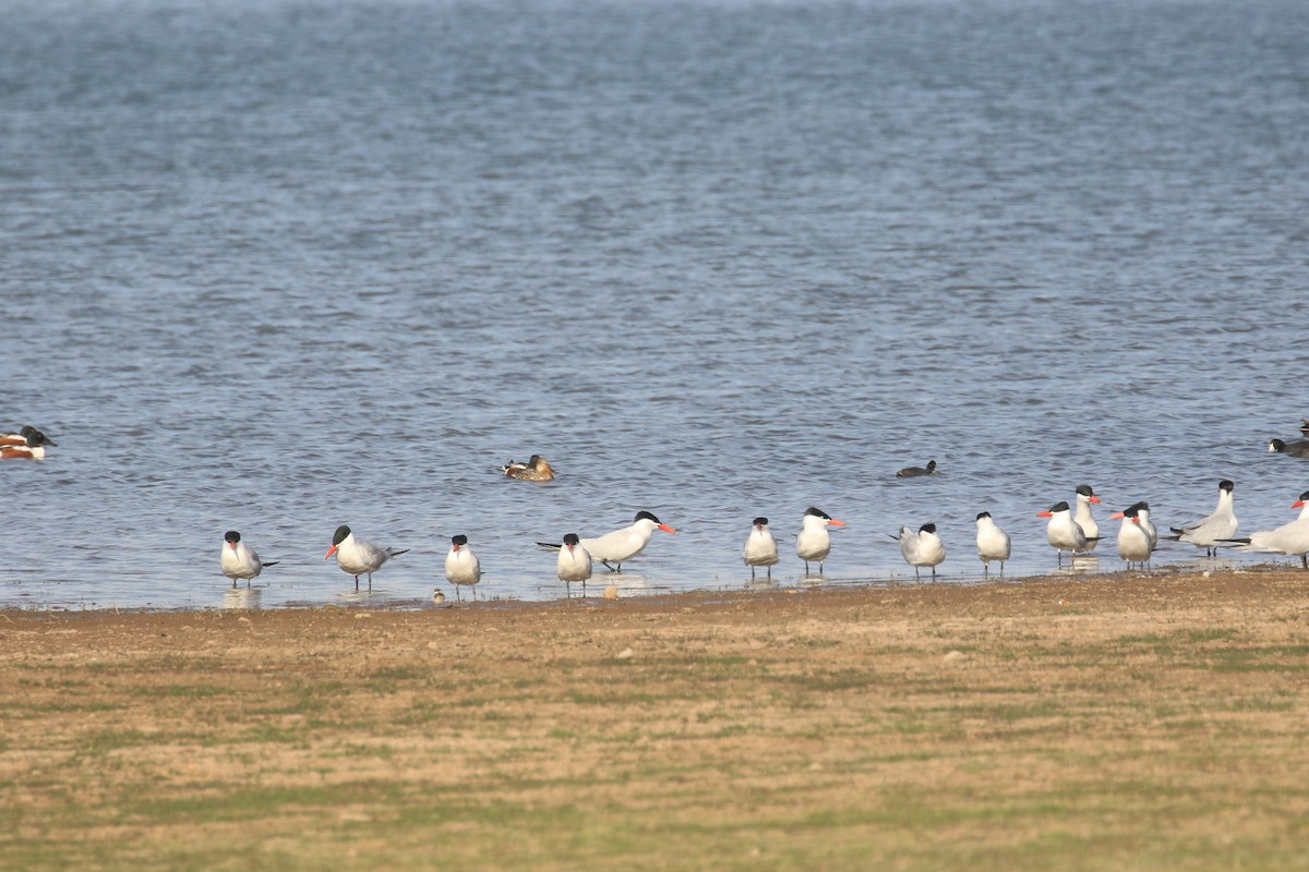 Caspian Tern - ML619786999