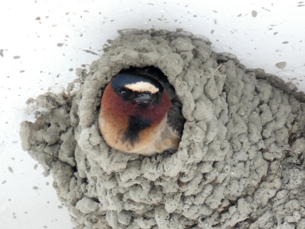 Cliff Swallow - ML619787001