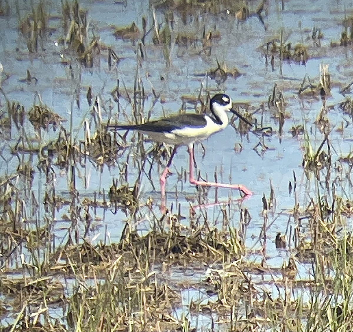 Black-necked Stilt - ML619787002