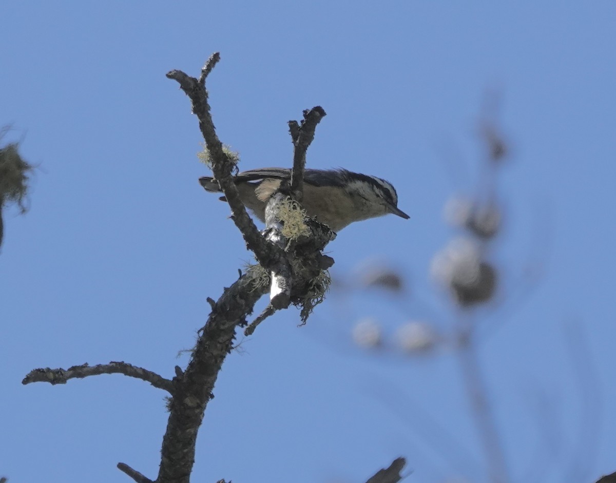 Red-breasted Nuthatch - ML619787004