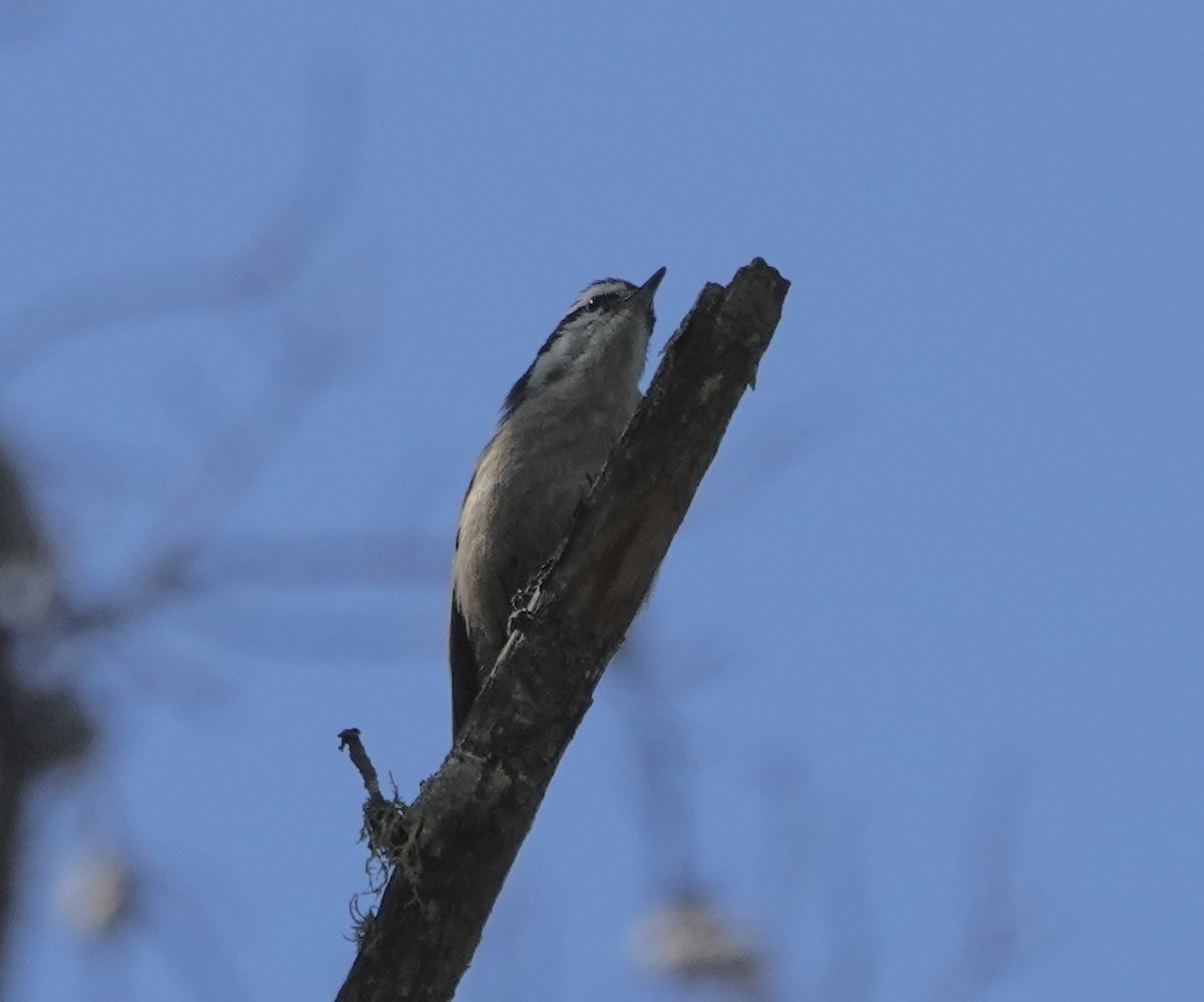 Red-breasted Nuthatch - ML619787005