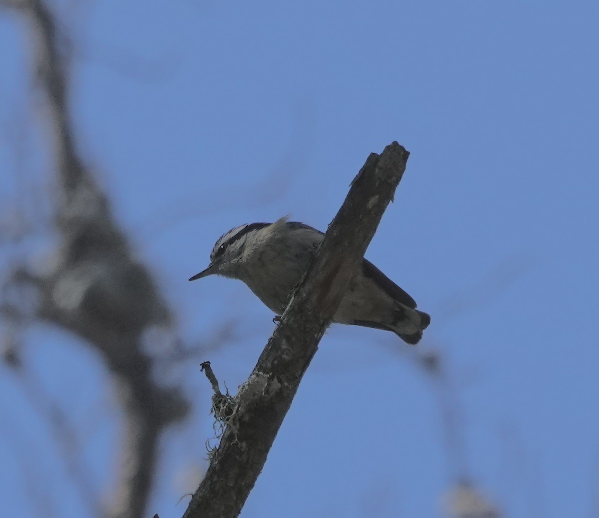 Red-breasted Nuthatch - ML619787006