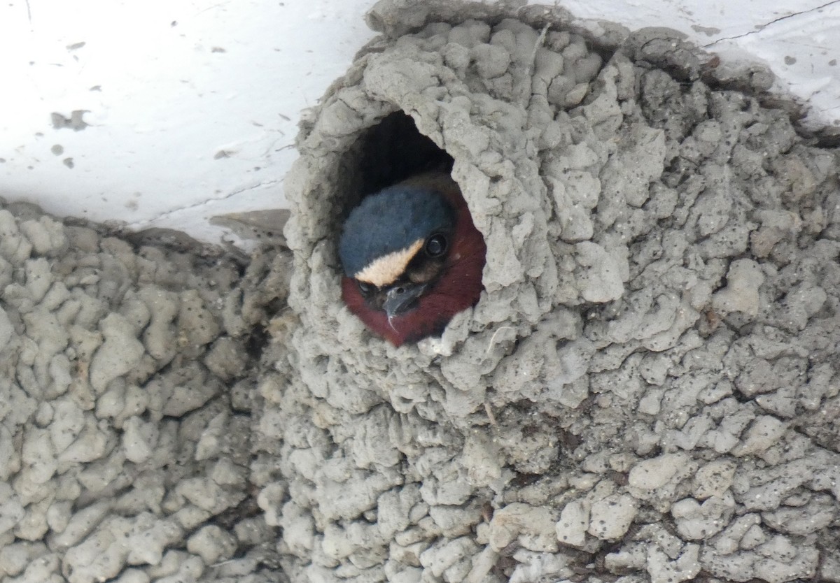 Cliff Swallow - ML619787008