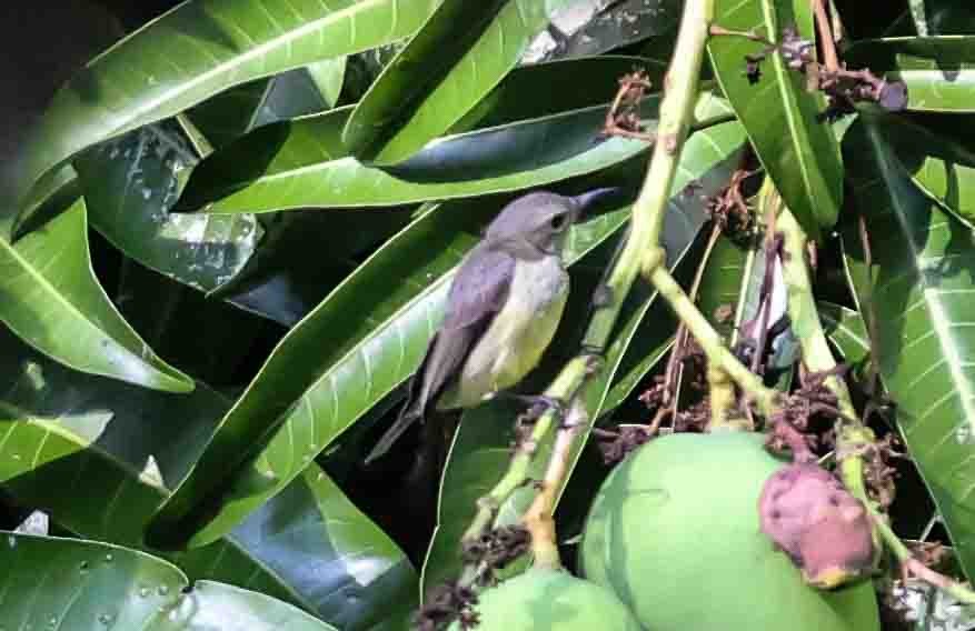 Malagasy Sunbird - ML619787012