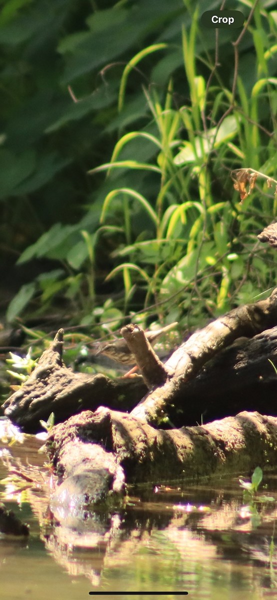 Louisiana Waterthrush - ML619787034