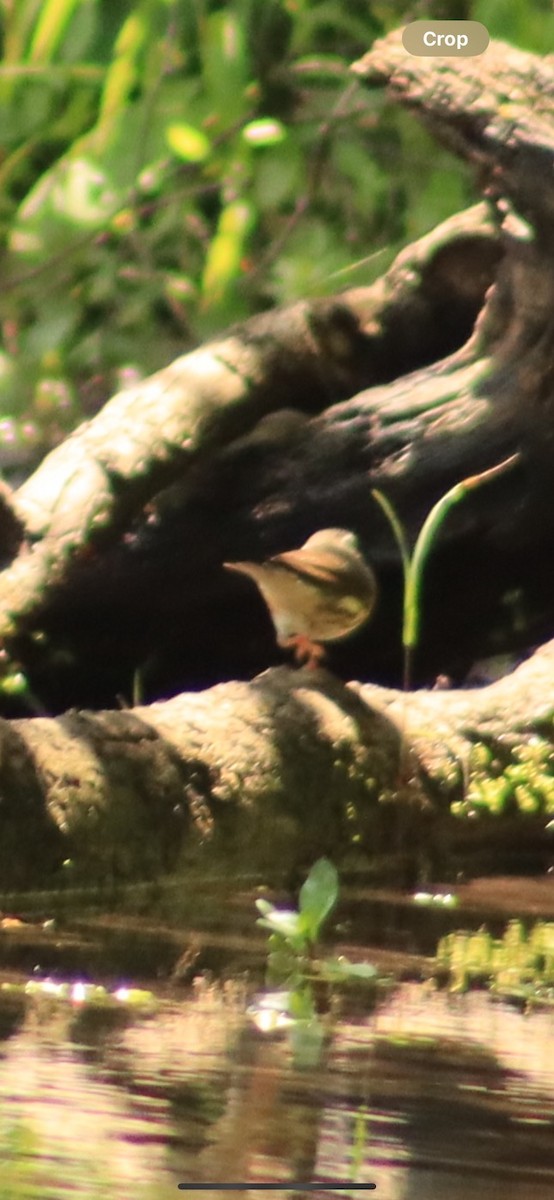 Louisiana Waterthrush - ML619787035