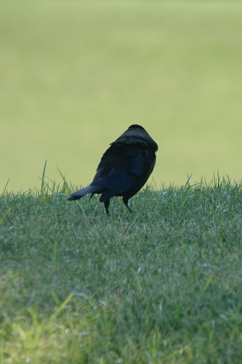 Bronzed Cowbird - ML619787040