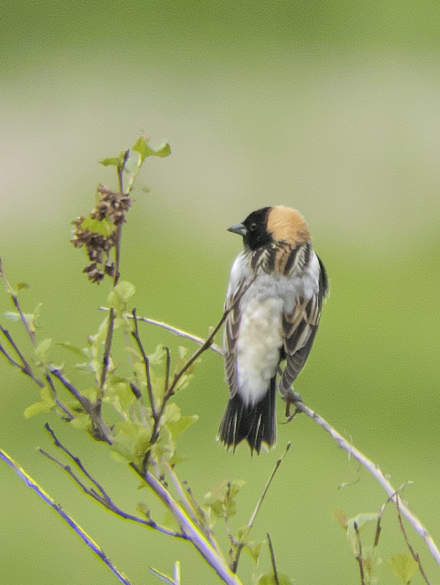 bobolink americký - ML619787052