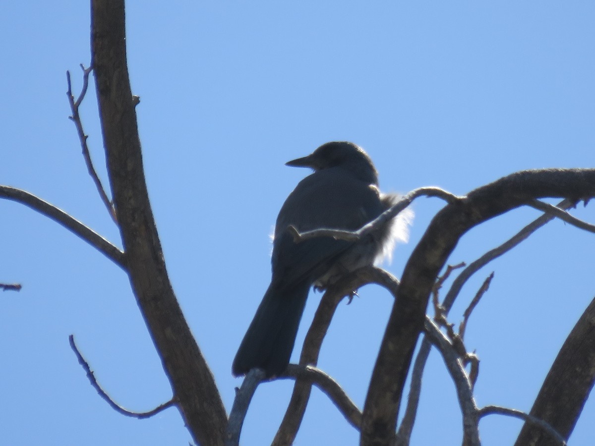 Mexican Jay - ML619787055