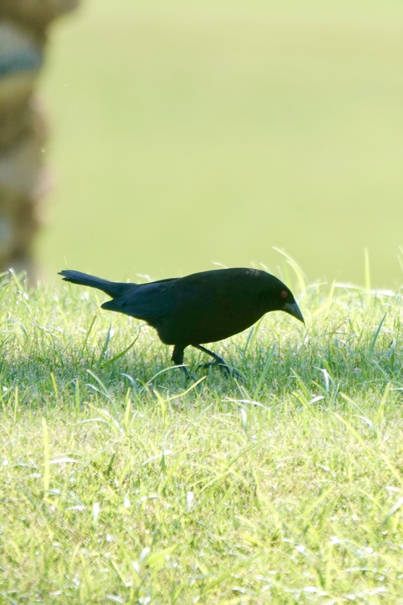 Bronzed Cowbird - ML619787065