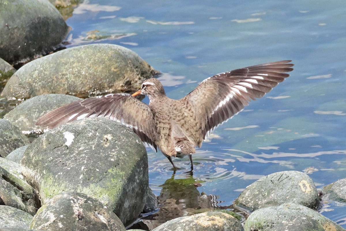 Spotted Sandpiper - ML619787072