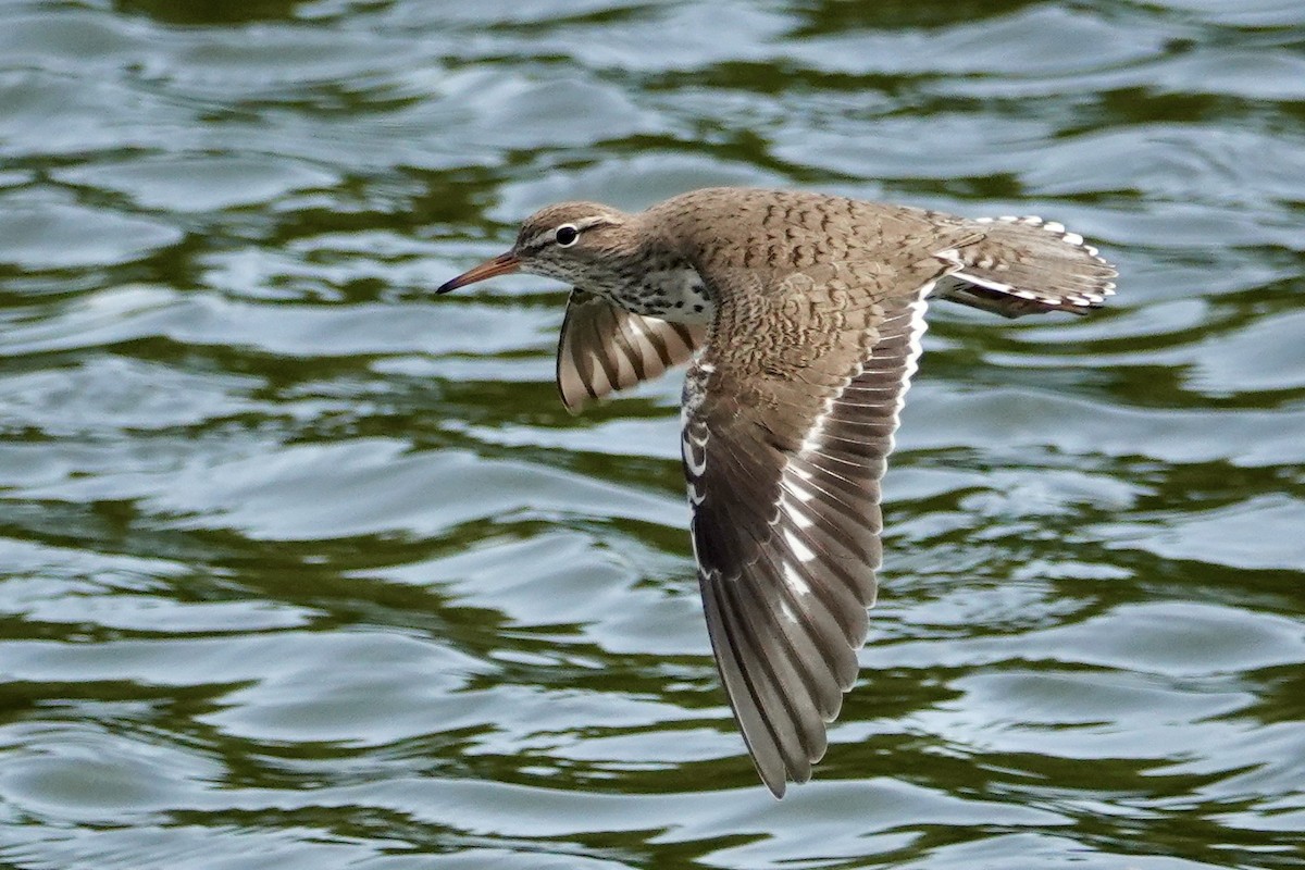 Spotted Sandpiper - ML619787129