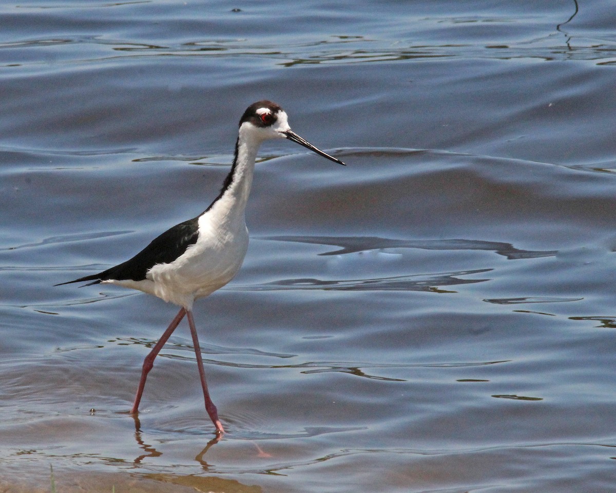 Black-necked Stilt - ML619787134