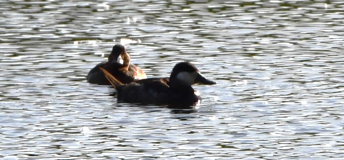 Ruddy Duck - Gregory Hartman