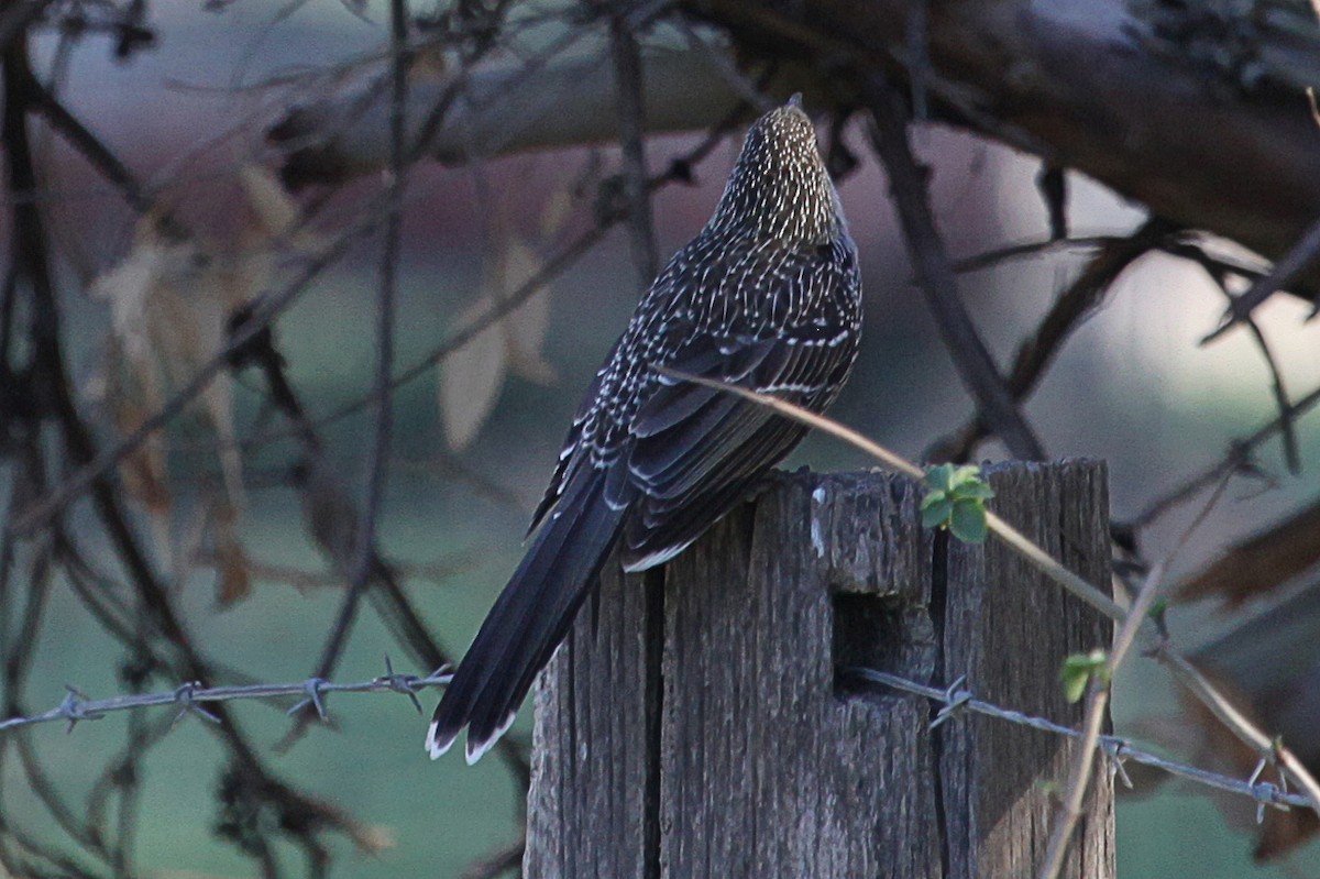 Little Wattlebird - ML619787148