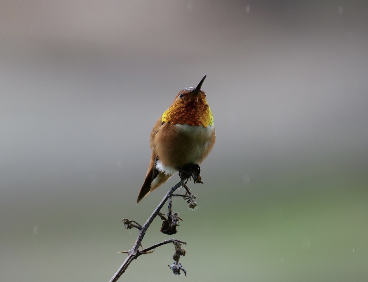 Rufous Hummingbird - ML619787152