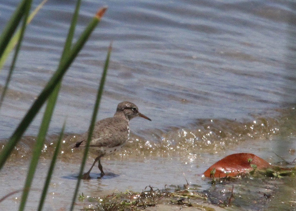 Spotted Sandpiper - ML619787156