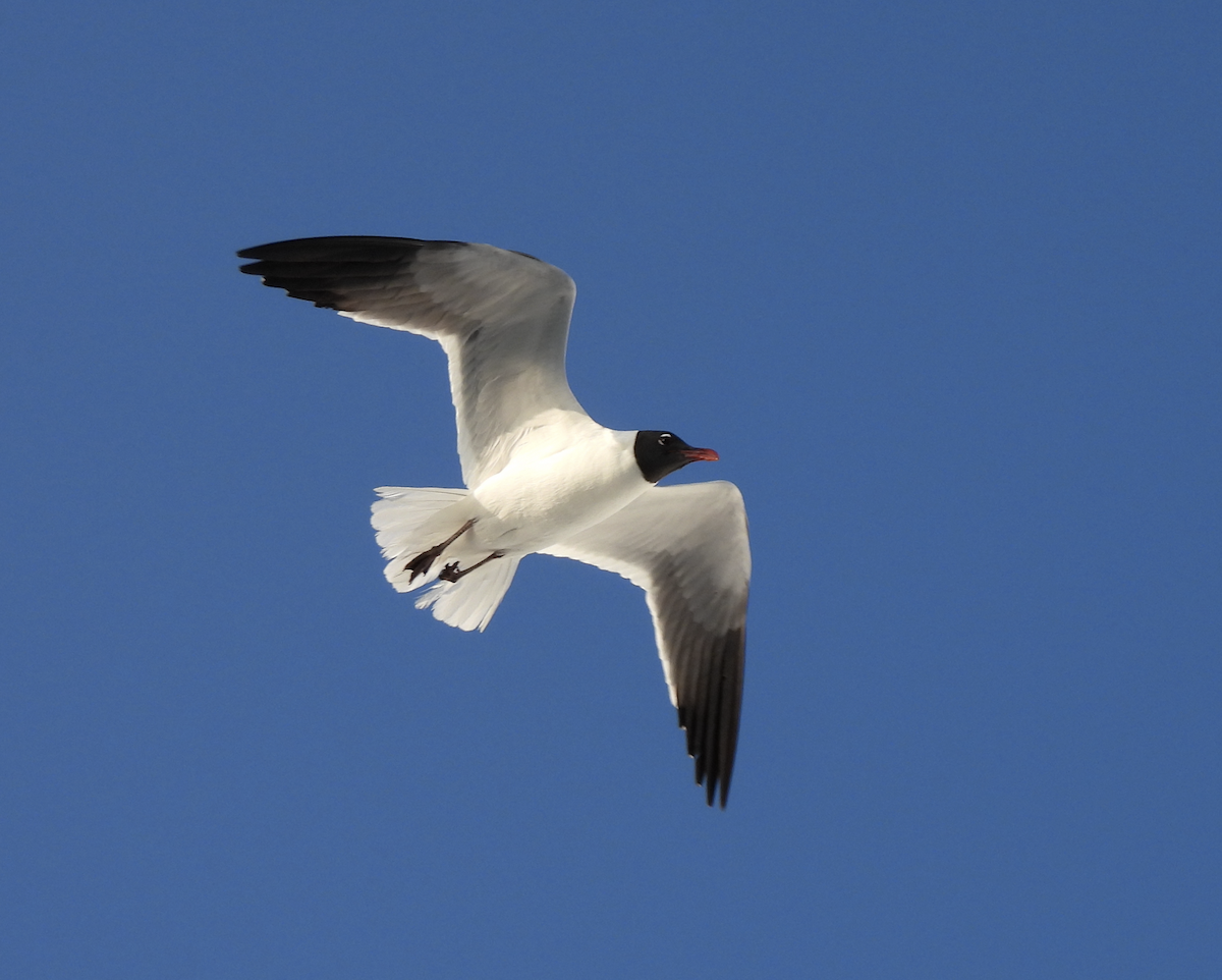 Mouette atricille - ML619787163