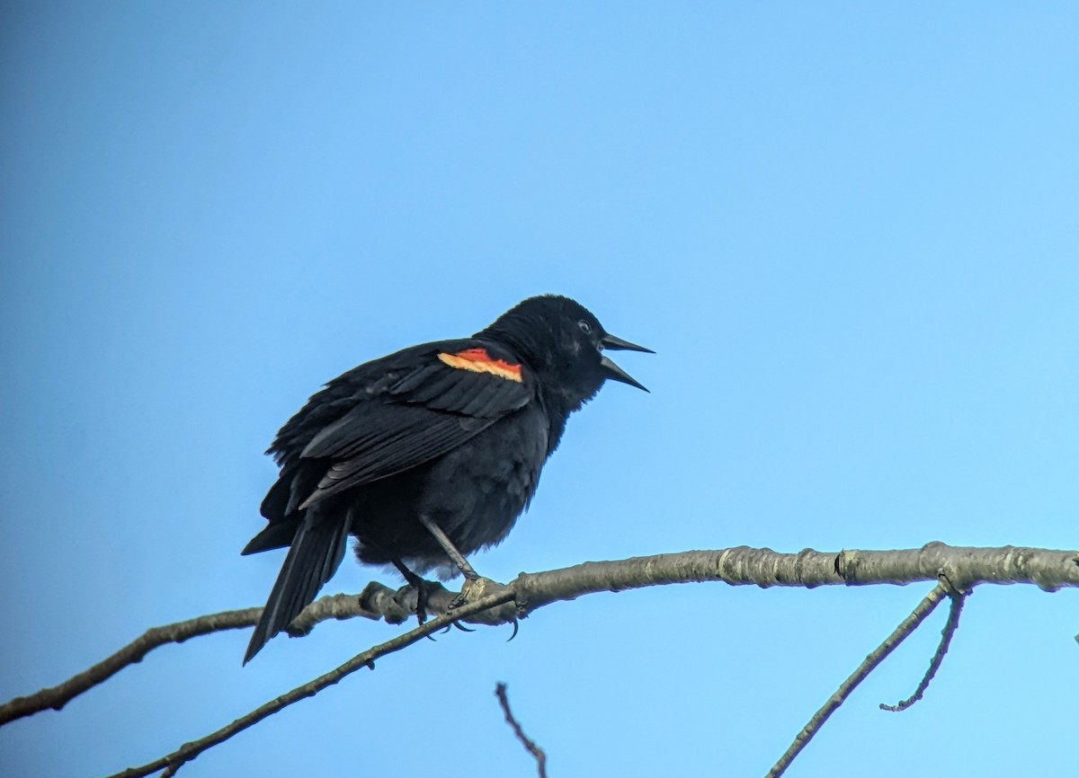 Red-winged Blackbird - ML619787167